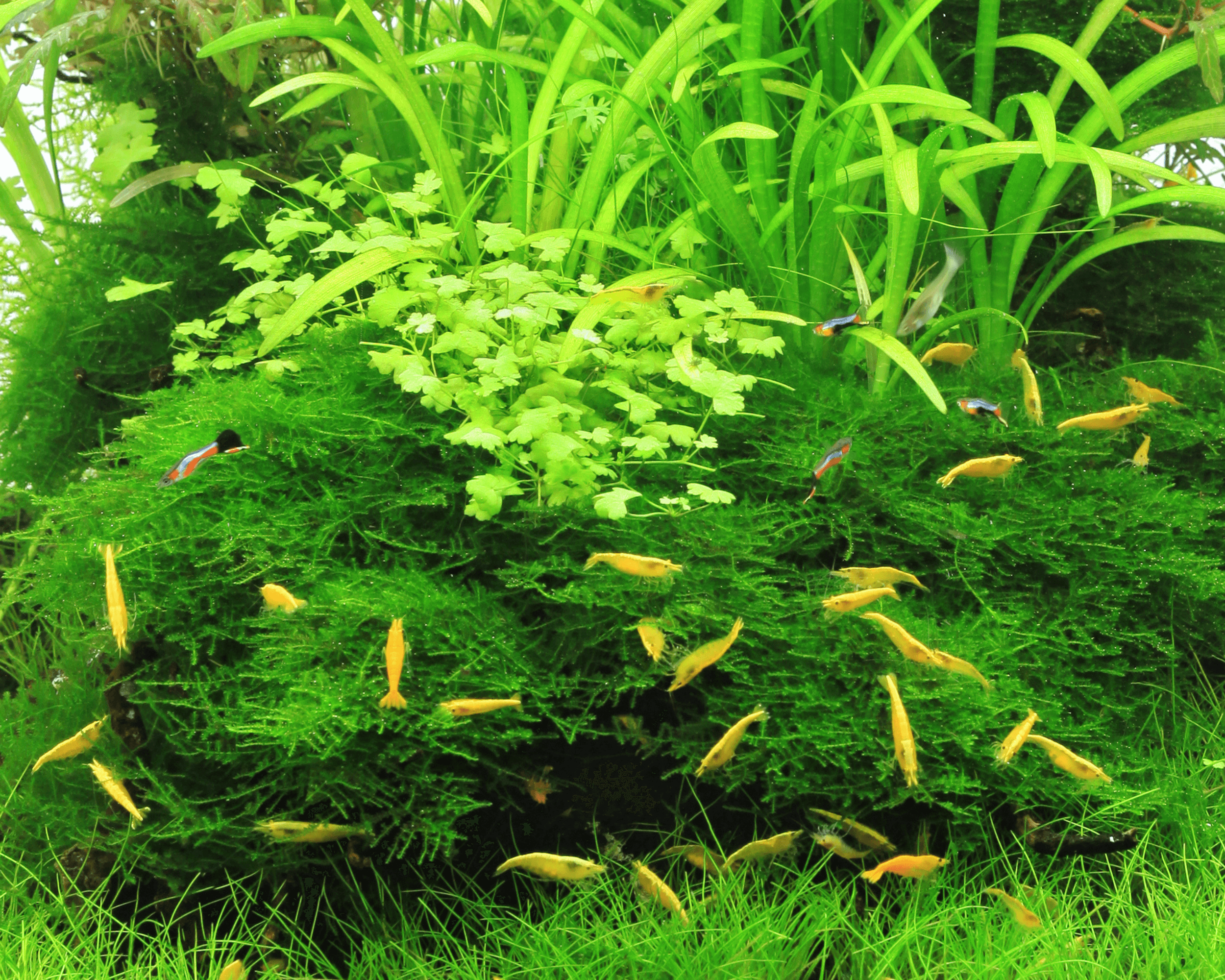 Taxiphyllum barbieri (Bogor Moss)